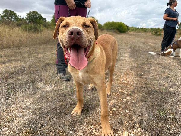 Tai, Cucciolone Mix Pitbull 7 Mesi